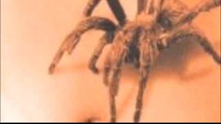Black Spider - Save Your Life (Great Pain Mix)