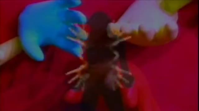 Zoo Inc - Lay Down