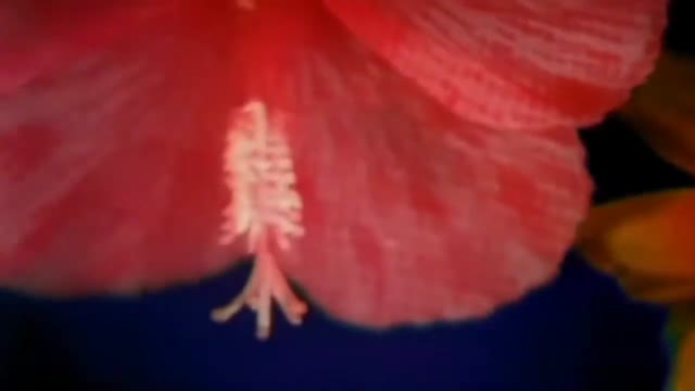 Ann Lee - Voices