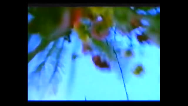 Blümchen - Boomerang