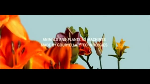 Gouryella - Ligaya