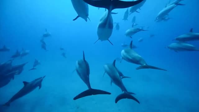 Dolphino - Set Them Free (Free The Dolphins) (Force & Gordon's Radio Mix)
